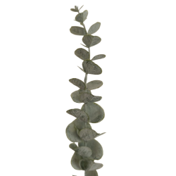 Eukalyptus, svazek 12 ks