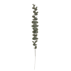 Eukalyptus větvička, 1 ks