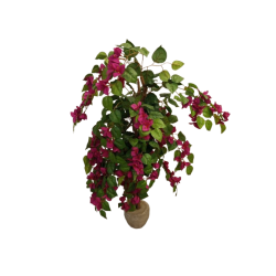 AA stromek Bougainvilea 110 cm
