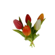 Tulipán svazek barevný, 5 ks