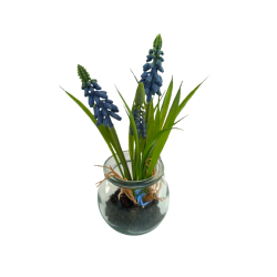 Modřenec ve skle 19 cm