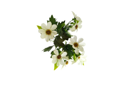 Cosmos Krásenka kytice bílá 34 cm