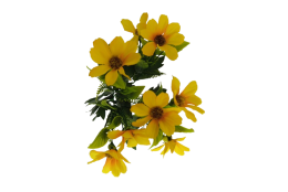 Cosmos Krásenka kytice žlutá 34 cm