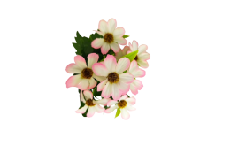 Cosmos Krásenka kytice růžovo-bílá 34 cm