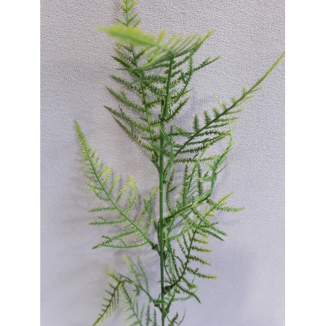 Asparagus