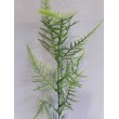 Asparagus