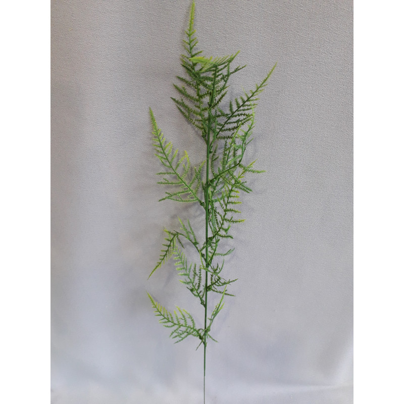 Asparagus