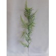 Asparagus