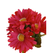 Gerbera kytice, 6 barev