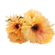 Gerbera kyt., 6 barev