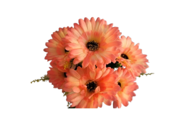 Gerbera kytice růžovo-bílá 31 cm