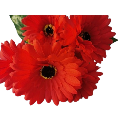 Gerbera kyt., červená