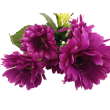 Gerbera kyt., 6 barev