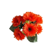 Gerbera kyt., 6 barev