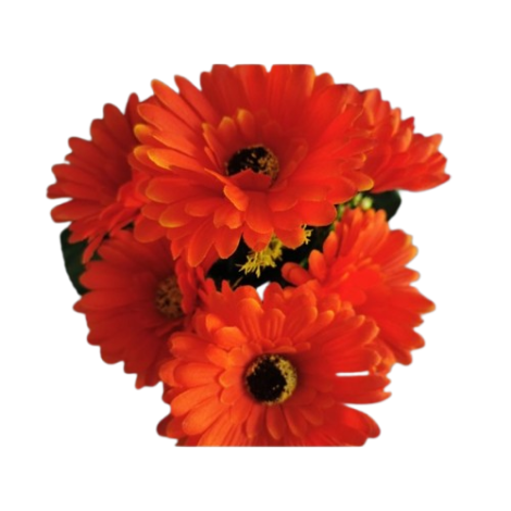 Gerbera kyt., 6 barev