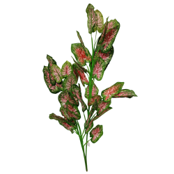Caladium růžové