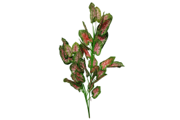 Caladium růžové