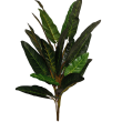Caladium růžové
