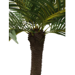 Palma cycas x25