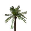 Palma cycas x25
