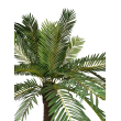 Palma cycas x25