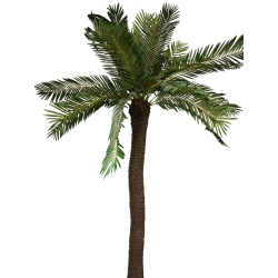Palma cycas x25, 230 cm