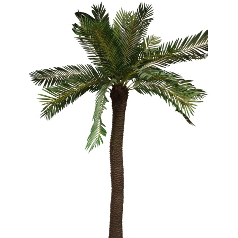 Palma cycas x25