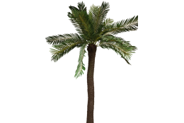 Palma cycas x25, 230 cm