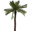 Palma cycas x25