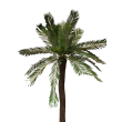 Palma cycas x25