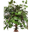 AA stromek ficus listy