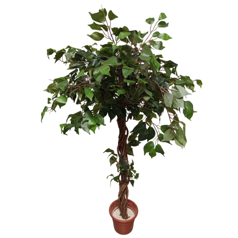 AA stromek ficus listy