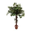 AA stromek ficus listy
