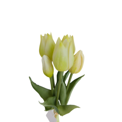 Tulipán svazek 5 ks krémovo-zelený 26 cm