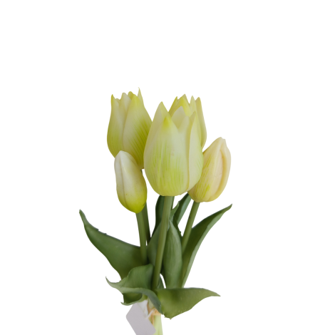 Tulipán svazek krémovozelený, 5 ks