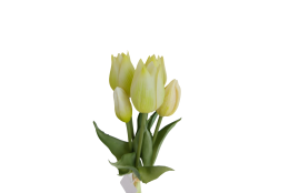 Tulipán svazek krémovozelený, 5 ks