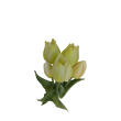 Tulipán svazek krémovozelený, 5 ks