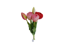 Tulipán svazek růžovo-červený, 5 ks