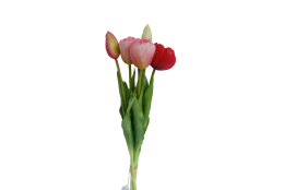 Tulipán svazek růžovo-červený, 5 ks