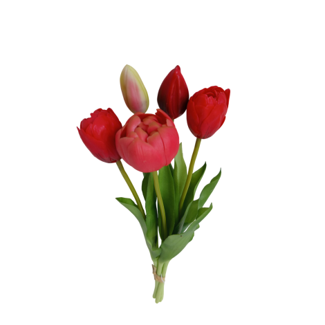 Tulipán svazek červený, 5 ks