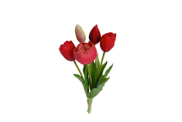 Tulipán svazek červený, 5 ks