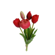 Tulipán svazek červený, 5 ks
