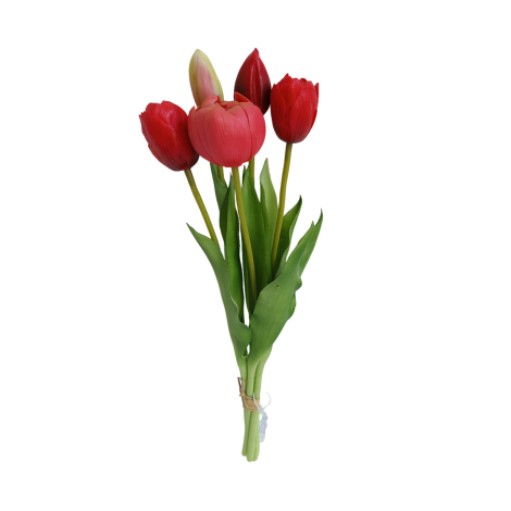 Tulipán svazek červený, 5 ks