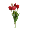 Tulipán svazek červený, 5 ks