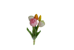 Tulipán svazek bílo-růžový, 5 ks