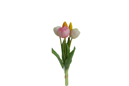 Tulipán svazek bílo-růžový, 5 ks