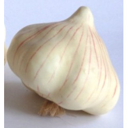 Česnek