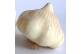 Česnek
