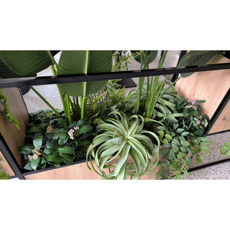 Tillandsia