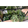 Tillandsia